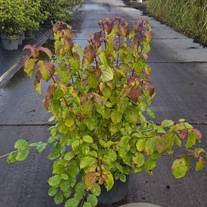 Cornus sang. 'Winter Beauty' 40-60 cm 10L