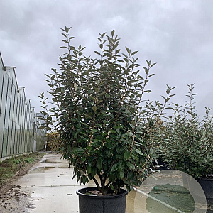 Elaeagnus ebbingei 150-175 cm 40L struik