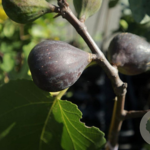 Ficus car. 'Biogeto Nero' 16-18HA draadkluit 3 X verplant
