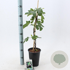 Ficus car. 'Brown Turkey' 30-40 cm rozenpot 3L