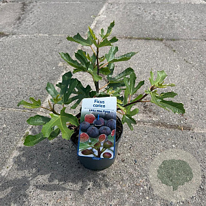 Ficus car. Little Miss Figgy 30-40 cm 2,0L