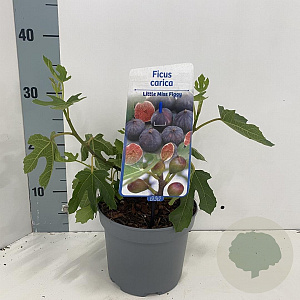 Ficus car. Little Miss Figgy 30-40 cm 2,0L