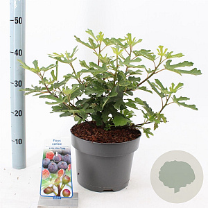 Ficus car. Little Miss Figgy 35-40 cm 7,5L