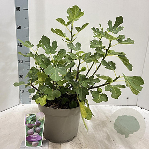 Ficus car. 'Morena' 50-60 cm 5,0L