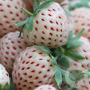 Fragaria a. 'Ananasaardbei' GM P9