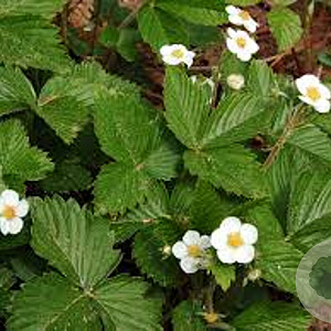 Fragaria vesca vesca GM P9