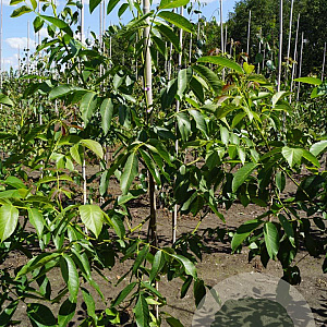 Juglans r. 'Buccaneer' 10-12 HO draadkluit