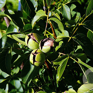 Juglans r. 'Germisara' 8-10 HO draadkluit