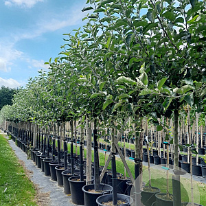 Malus d. CPRO Elstar 10-12 HA 40L