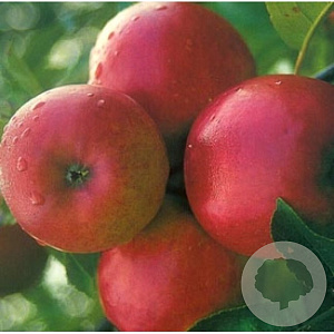 Malus d. 'Ecolette' 200-250 cm 50L extra