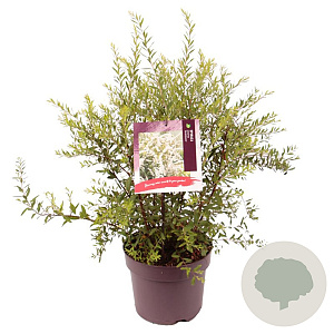 Spiraea cinerea 'Grefsheim' 60-80 cm 7,5L