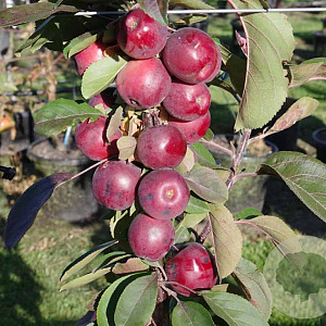 Malus d. 'Maypole' 175-200 cm 20L geveerd