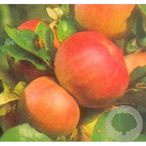 Malus d. 'Roter Berlepsch' 12-14 HO 45L