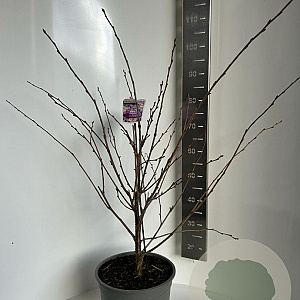 Prunus 'Accolade' 100-120 cm 10L