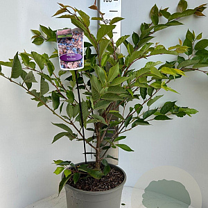 Prunus 'Accolade' 100-120 cm 10L