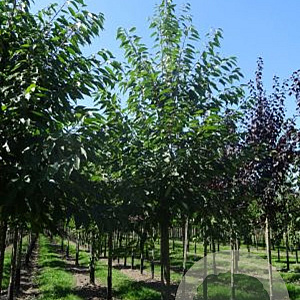 Prunus a. 'Plena' 30-35 HO draadkluit