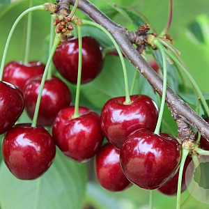 Prunus a. Zeppelin 20-25 HO draadkluit