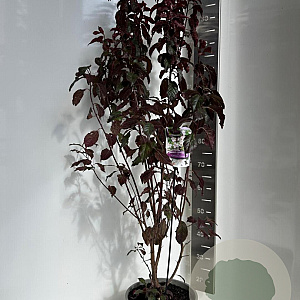 Prunus cer. Crimson Pointe 100-120 cm 10L