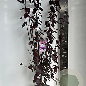 Prunus cer. 'Nigra' 100-120 cm 10L