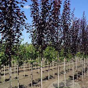 Prunus cer. 'Nigra' 6-8 HO draadkluit