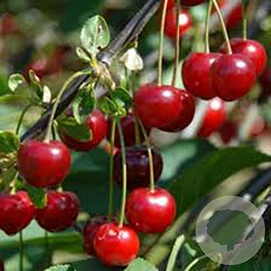 Prunus c. 'Morello' 16-18HA draadkluit 3 X verplant