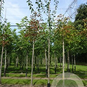 Prunus d. 'Opal' 8-10 HO draadkluit