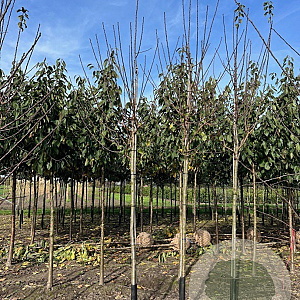 Prunus d. 'Opal' 12-14 HO draadkluit