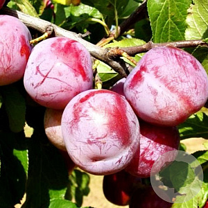 Prunus d. Renkloda Althana 8-10 HA 15L