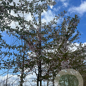 Prunus incisa 'February Pink' 14-16 HO draadkluit
