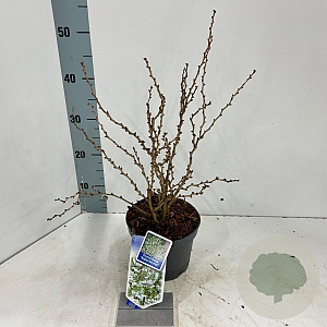 Prunus incisa 'Kojou-no-mai' 25-30 cm 2,0L