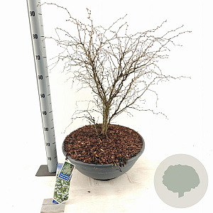 Prunus incisa 'Kojou-no-mai' 50-60 cm 35L