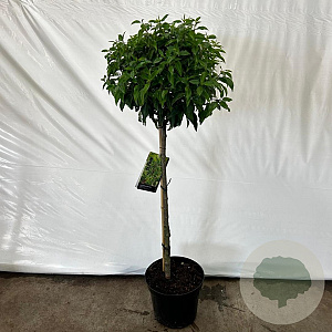 Prunus l. 'Angustifolia' 90 cm stam 12L