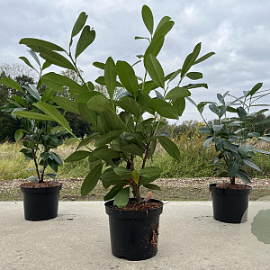 Prunus l. 'Caucasica' 60-80 cm 3,0L