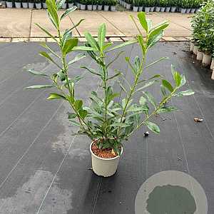 Prunus l. 'Caucasica' 60-80 cm 3,0L