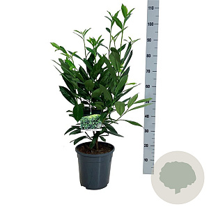 Prunus l. 'Caucasica' 60-80 cm 6L