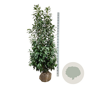 Prunus l. 'Caucasica' 200-225 cm met kluit extra