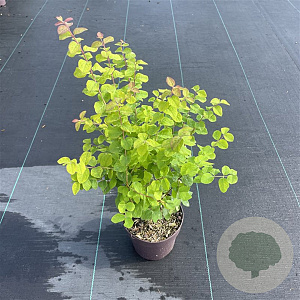 Symphoricarpos d. 'Magic Berry' 30-40 cm P13