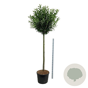 Prunus l. 'Caucasica' 180 cm stam cont. 130L extra