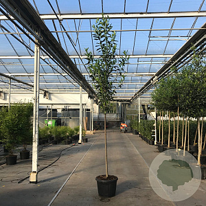 Prunus l. 'Caucasica' 8-10 HO 15L