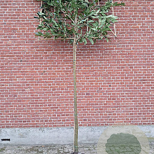 Prunus l. 'Caucasica' 12-14 HO draadkluit