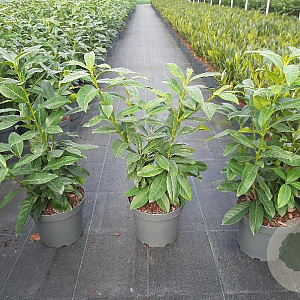 Prunus l. Genolia 50-60 cm 5,0L