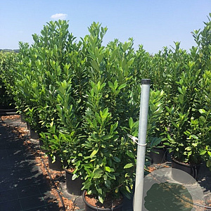 Prunus l. 'Greentorch' 150-175 cm 40L haagplant