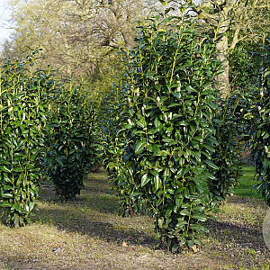 Prunus l. 'Greentorch' 200-250 cm draadkluit struik