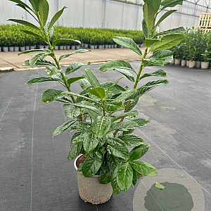 Prunus l. 'Novita' 40-50 cm 3,0L