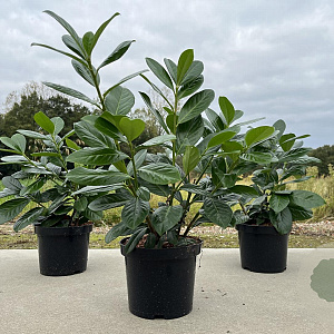 Prunus l. 'Novita' 40-50 cm 3,0L