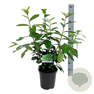 Prunus l. 'Novita' 60-80 cm 6L