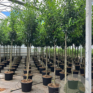 Prunus l. 'Novita' 14-16 cm 35L