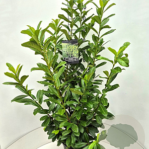 Prunus l. 'Novita' 100-110 cm 10L