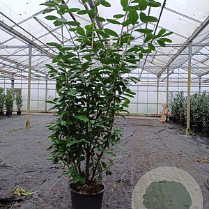 Prunus l. 'Novita' 175-200 cm 25L