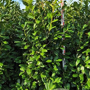 Prunus l. 'Novita' 120 cm stam 25L lei 120x120